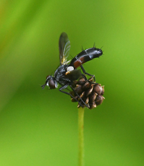 Cylindromyia interrupta