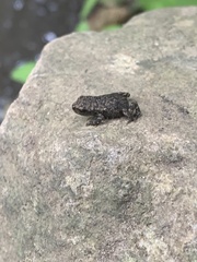 Bufo spinosus