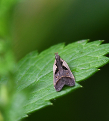 Dichomeris bilobella