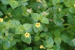 Erythranthe nepalensis