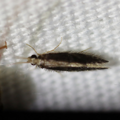 Orthotrichia