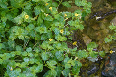 Erythranthe nepalensis