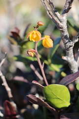 Polystachya pubescens