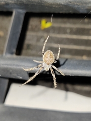 Larinioides sclopetarius