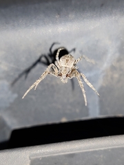 Larinioides sclopetarius