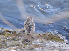 Zonotrichia leucophrys