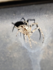 Larinioides sclopetarius