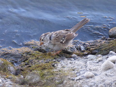 Zonotrichia leucophrys