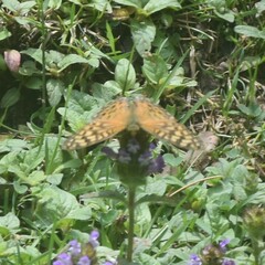 Argynnis kamala