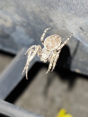 Larinioides sclopetarius