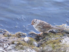 Zonotrichia leucophrys