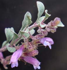Penstemon thompsoniae