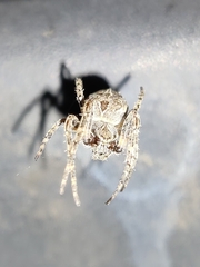 Larinioides sclopetarius