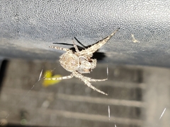 Larinioides sclopetarius