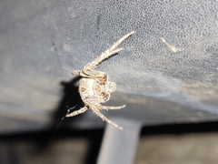 Larinioides sclopetarius