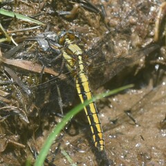 Orthetrum internum