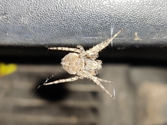 Larinioides sclopetarius