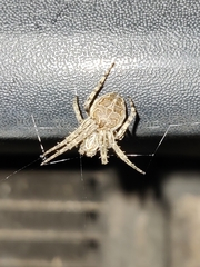 Larinioides sclopetarius