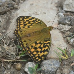 Argynnis kamala
