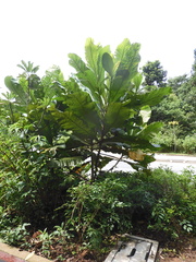 Campnosperma auriculatum