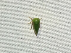 Ophiderma evelyna