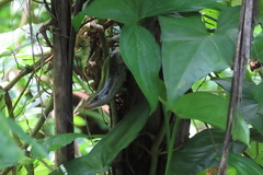 Eutropis carinata