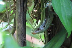 Eutropis carinata