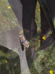 Icaricia icarioides blackmorei