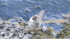 Zonotrichia leucophrys