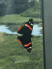 Vanessa atalanta