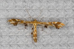 Geina periscelidactylus
