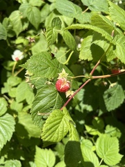 Rubus idaeus