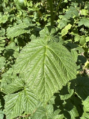 Rubus idaeus