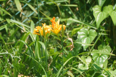 Hemerocallis fulva kwanso