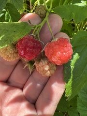 Rubus idaeus
