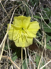 Oenothera brachycarpa