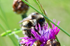 Bombus veteranus