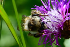 Bombus veteranus