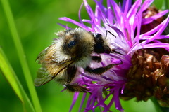 Bombus veteranus