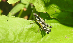 Melanoplus viridipes