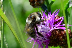Bombus veteranus