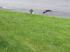 Haematopus ostralegus