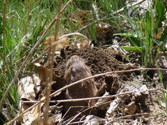 Colorado Pocket Gopher photo 2