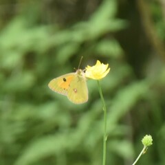 Colias fieldii