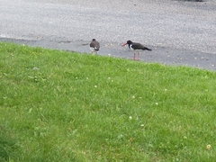 Haematopus ostralegus