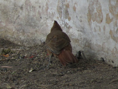 Pseudoseisura lophotes