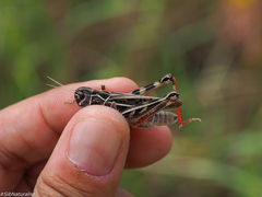 Arcyptera microptera