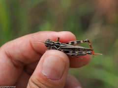 Arcyptera microptera