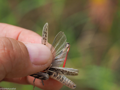 Arcyptera microptera