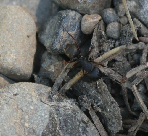 iNaturalist observation photo of Western Black Carpenter Ant